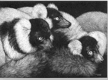 Ruffed Lemur Trio - Ruffed Lemurs by Diane Versteeg